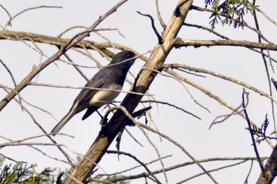 Dark-eyed Junco - ML645445918