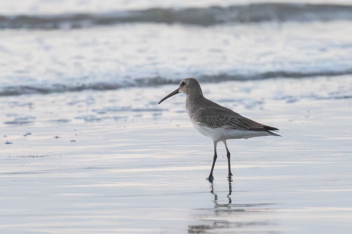 Dunlin - ML645445919