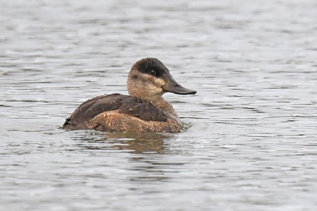 Ruddy Duck - ML645445920