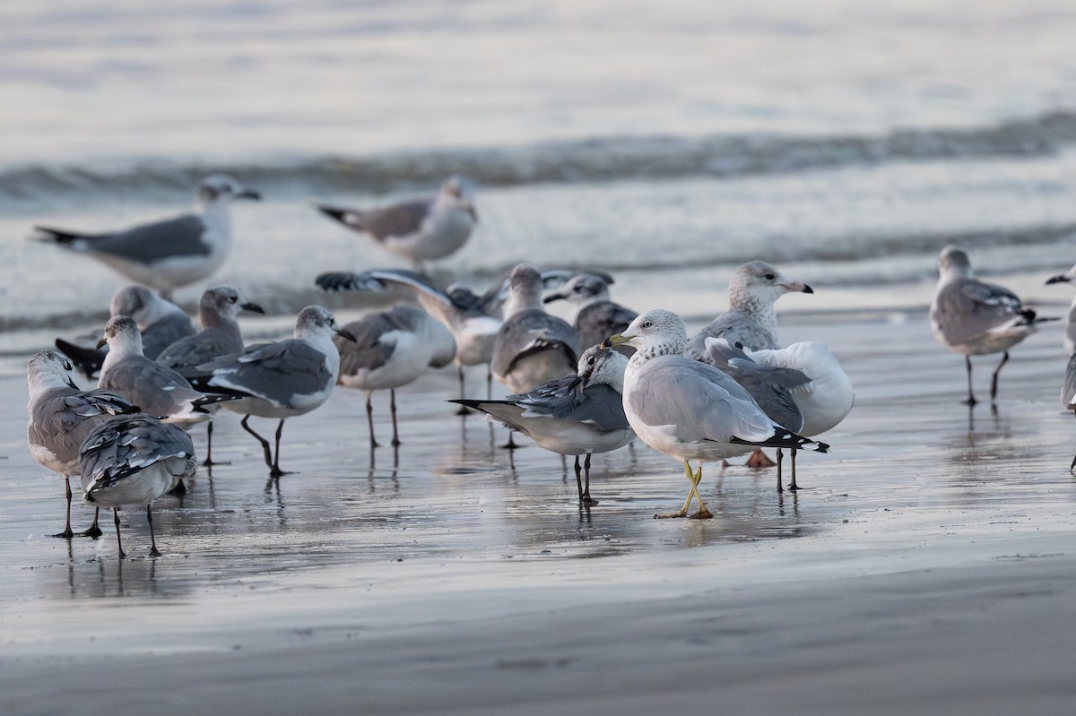 Ring-billed Gull - ML645445921