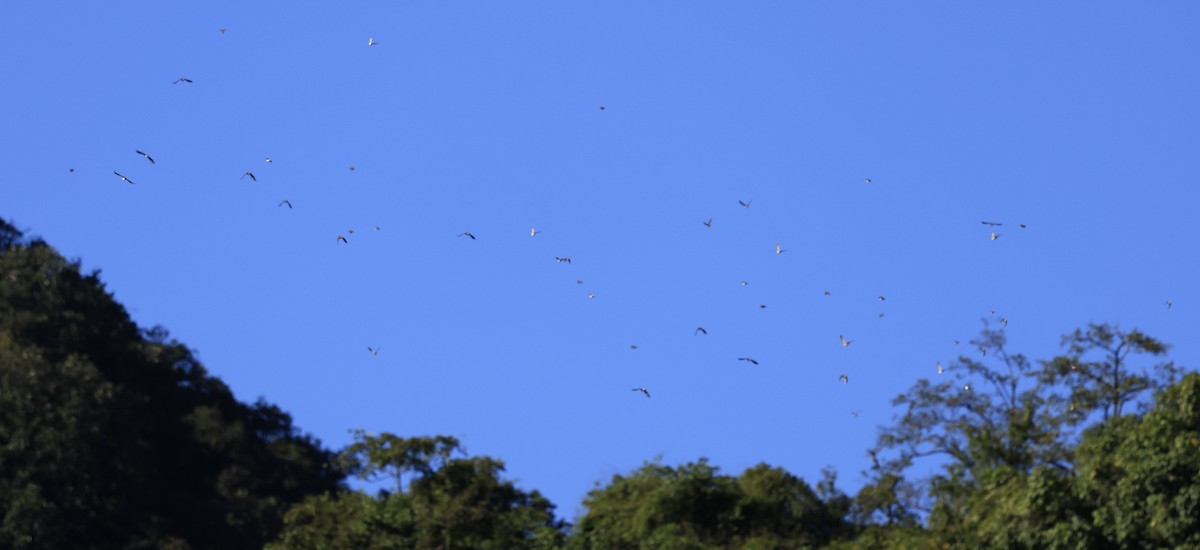 Zorzal Rojigrís - ML645445922