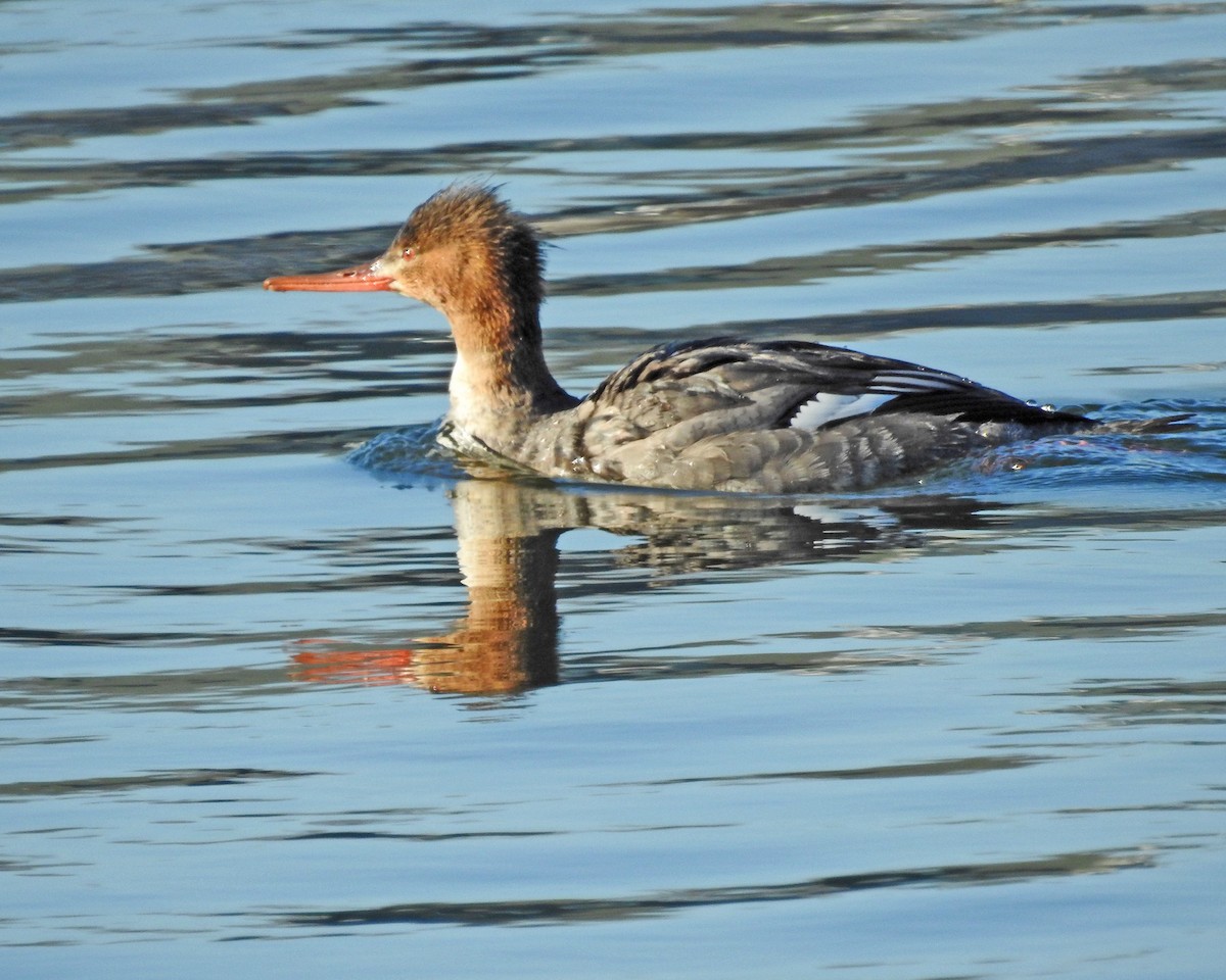 Serreta Mediana - ML645445926