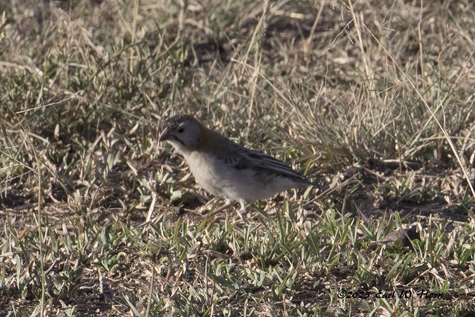 Tejedorcito Frontal - ML645445928