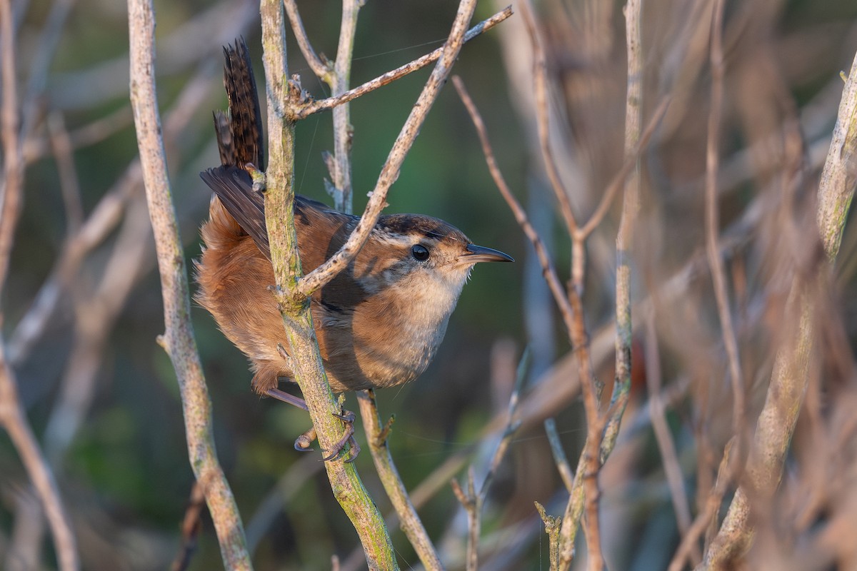 Cucarachero Pantanero - ML645445929