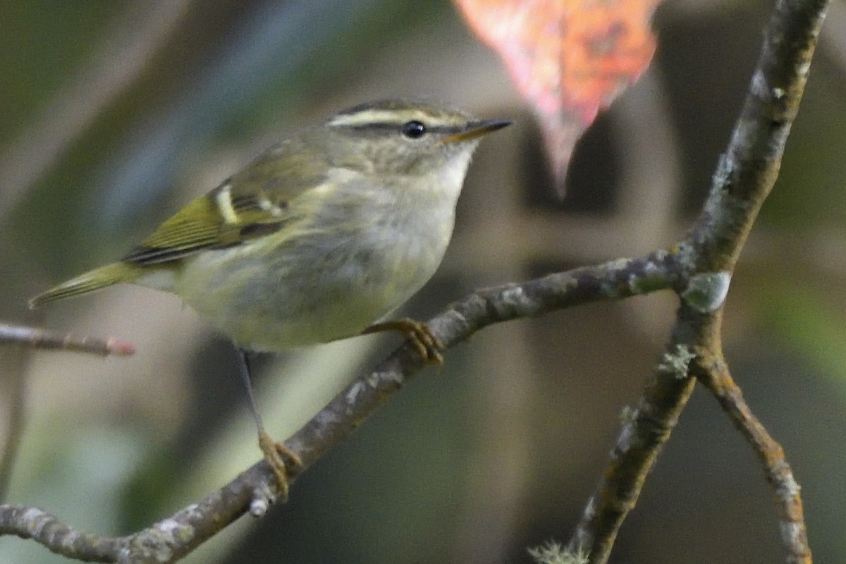 Mosquitero Bilistado - ML645445930