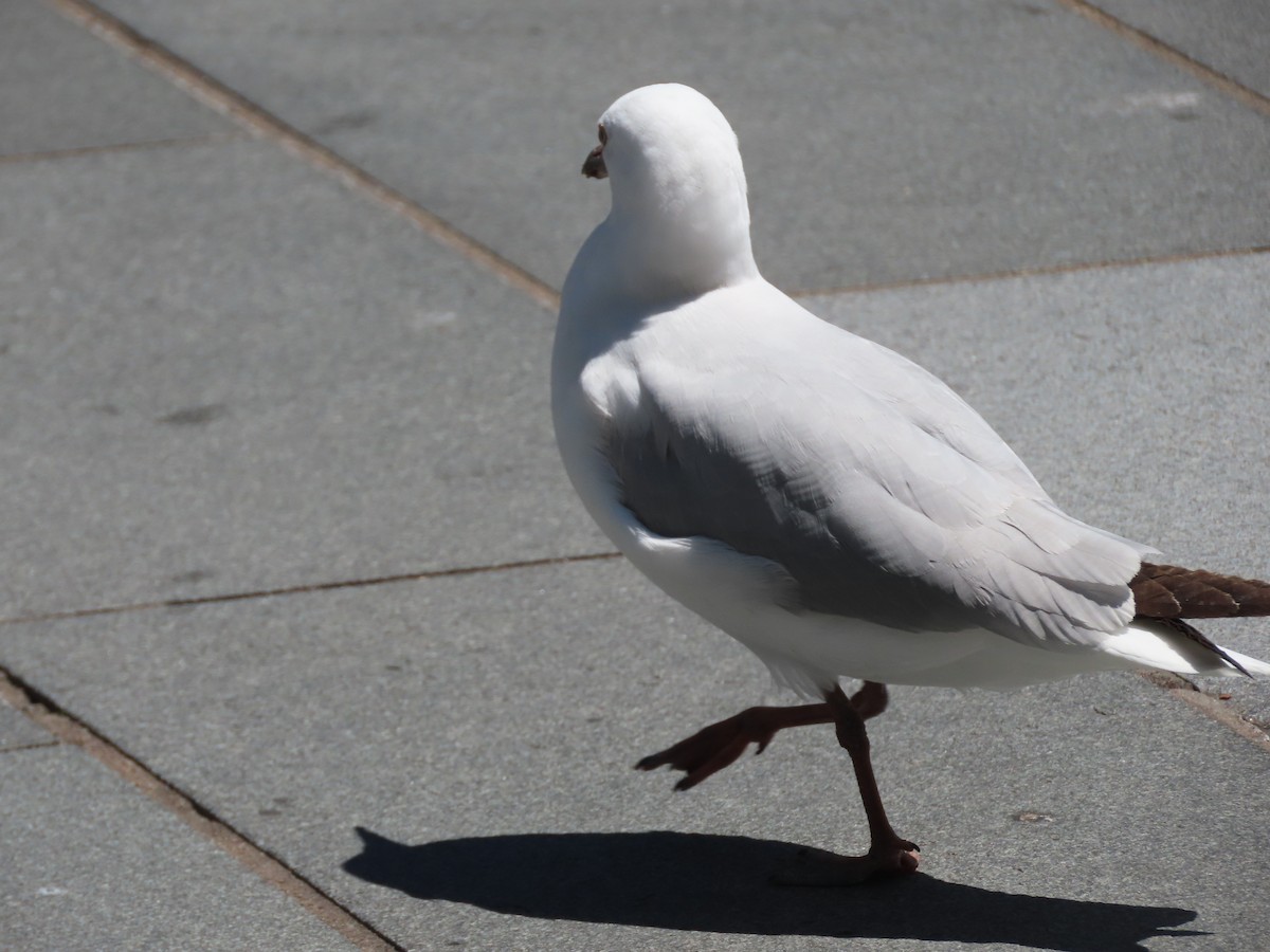 Gaviota Maorí - ML645445935