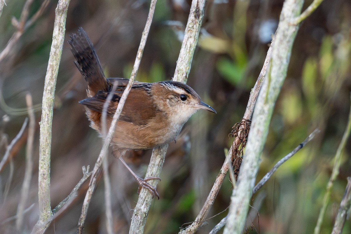 Cucarachero Pantanero - ML645445936