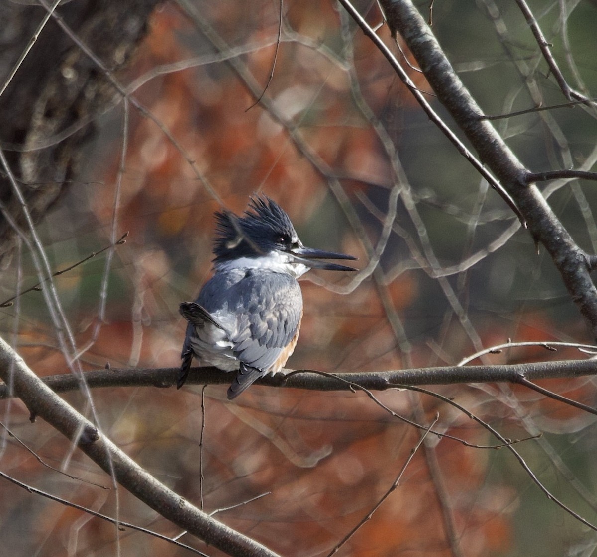 Martín Gigante Norteamericano - ML645445938