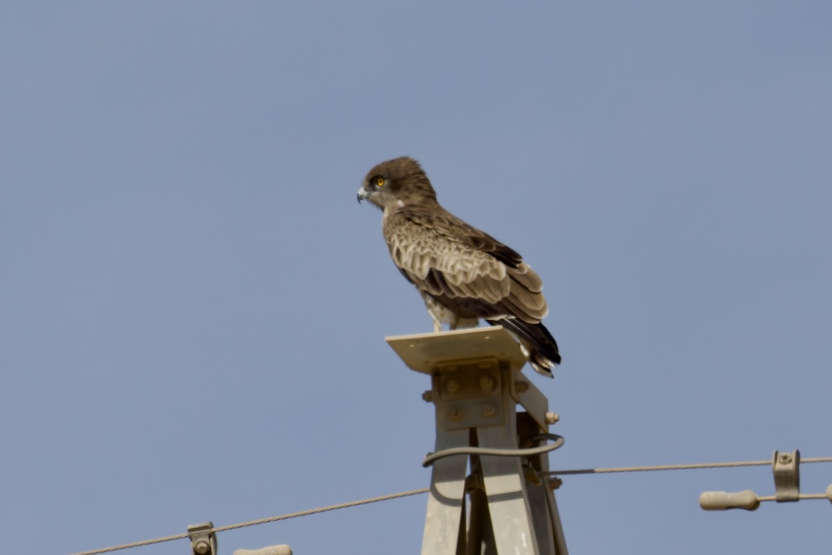 Culebrera Europea - ML645445940