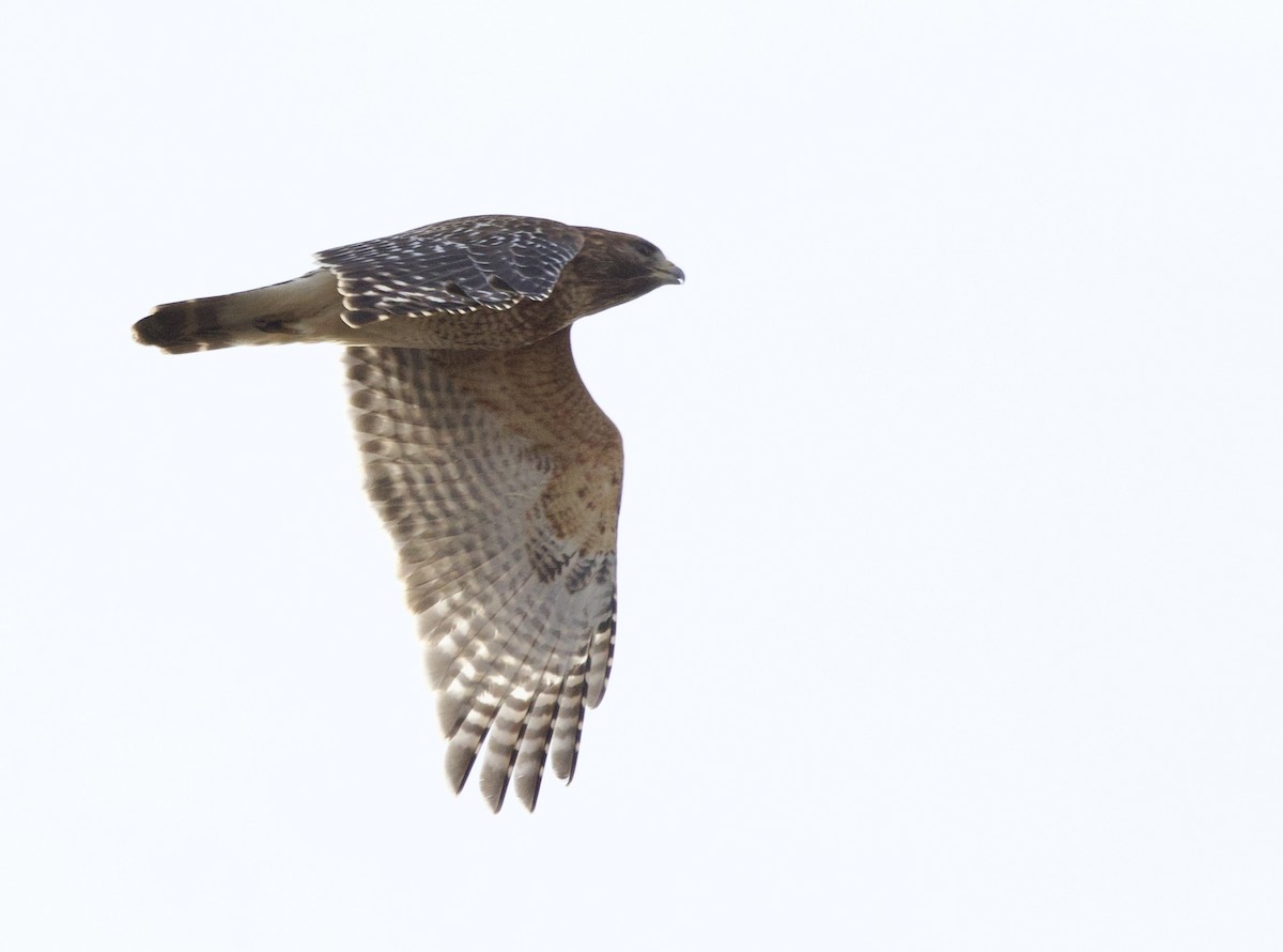 Busardo Pechirrojo - ML645445941