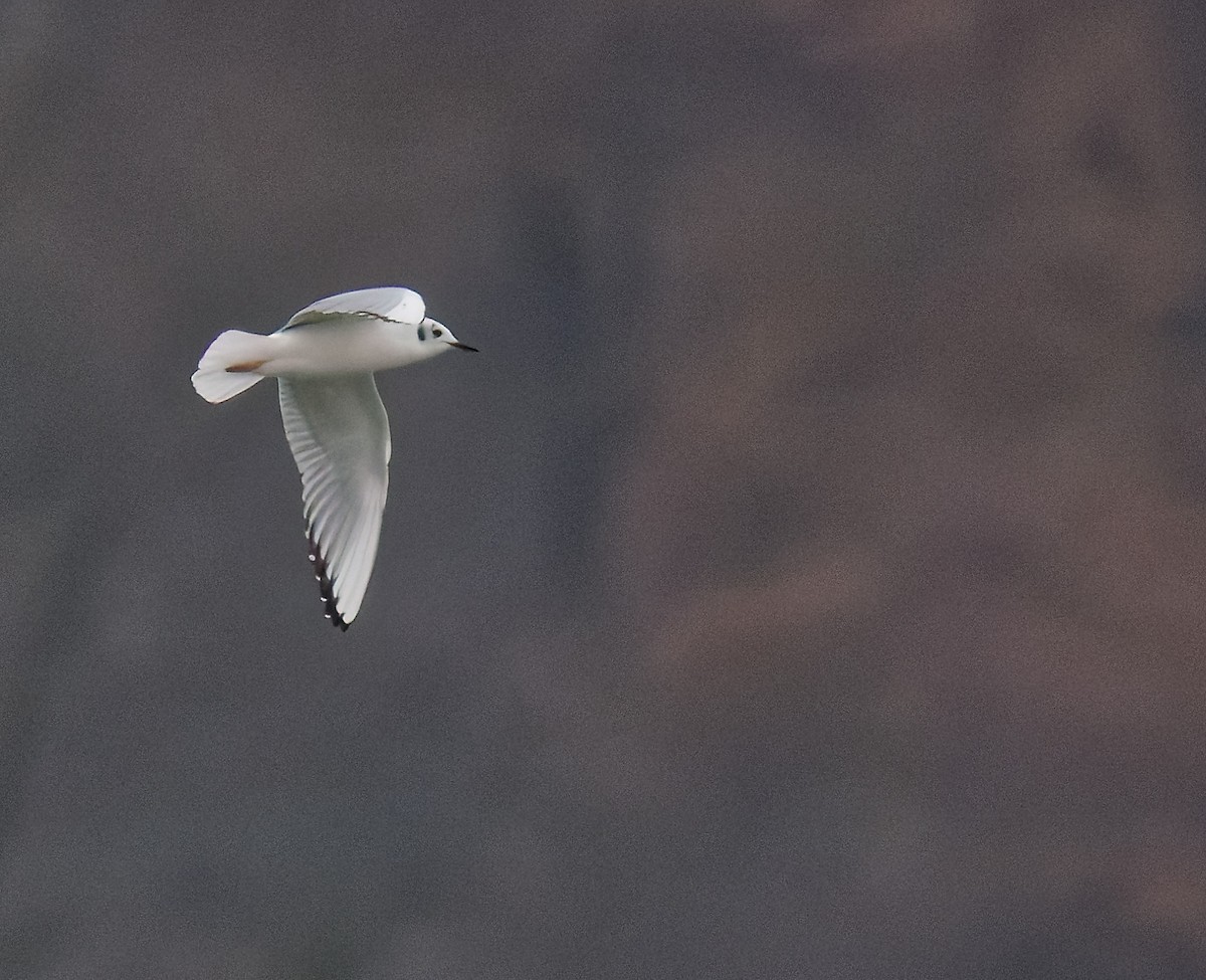 Gaviota de Bonaparte - ML645445943