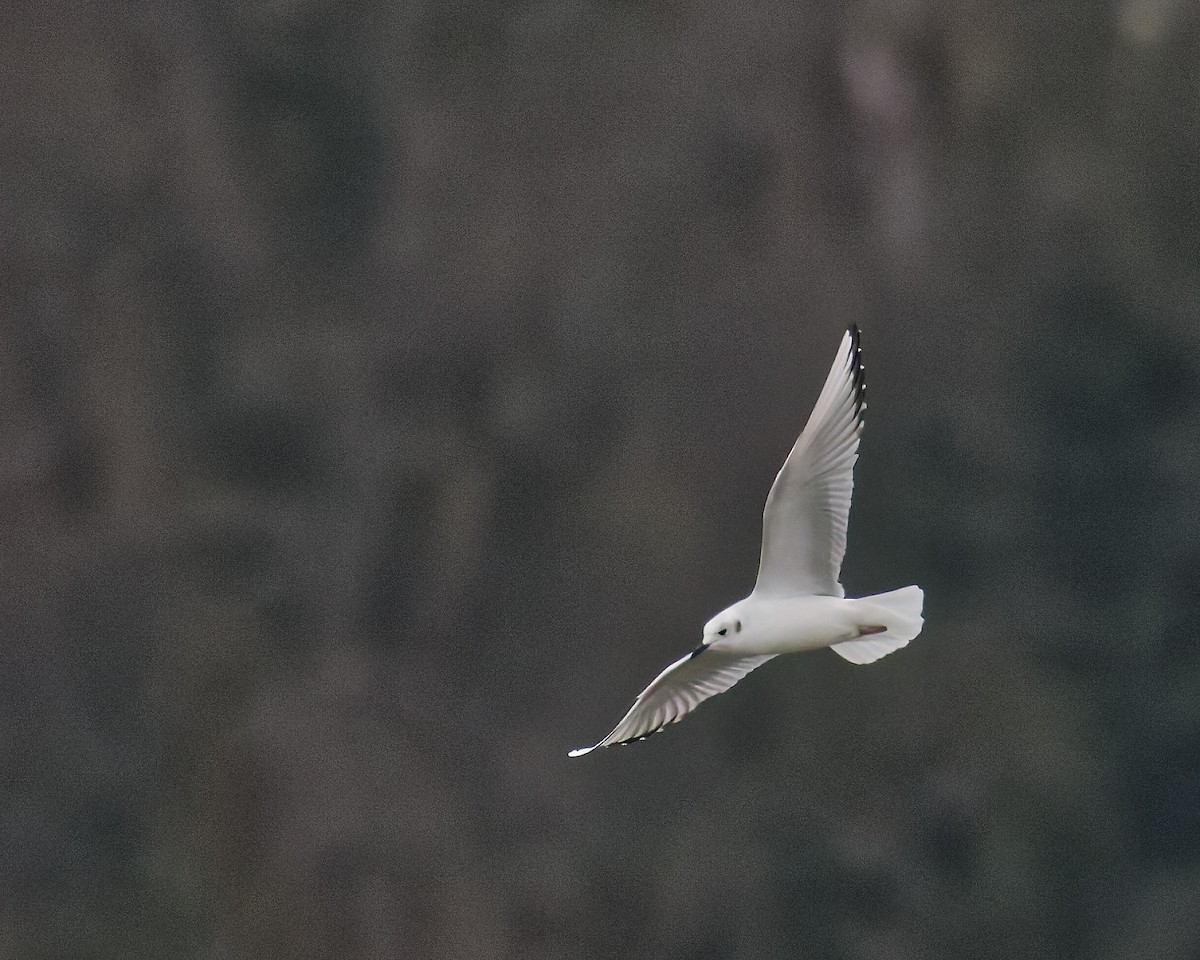 Gaviota de Bonaparte - ML645445944