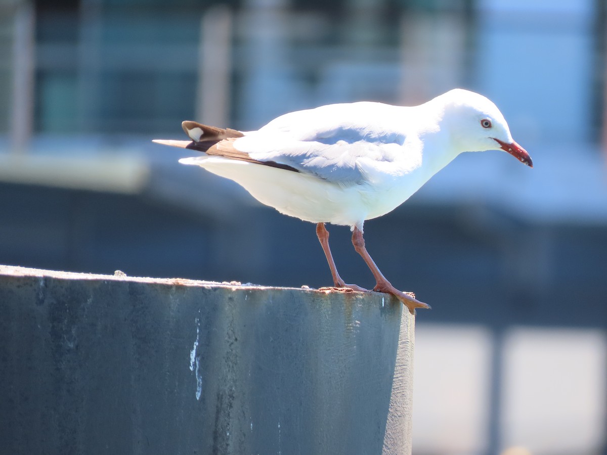 Gaviota Plateada Australiana - ML645445945