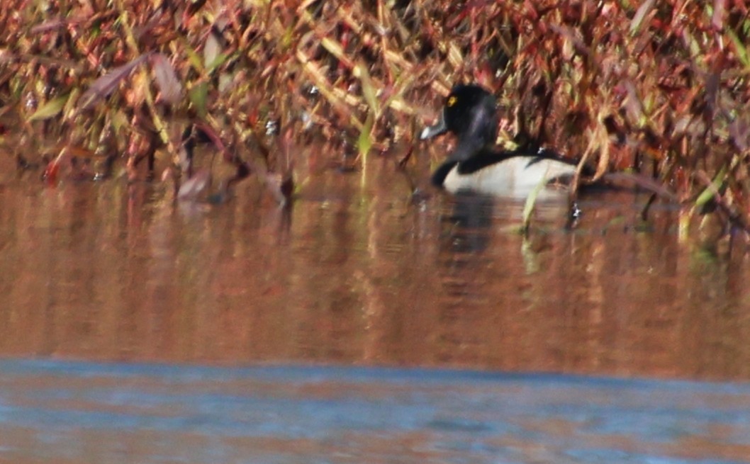 Porrón Acollarado - ML645445946