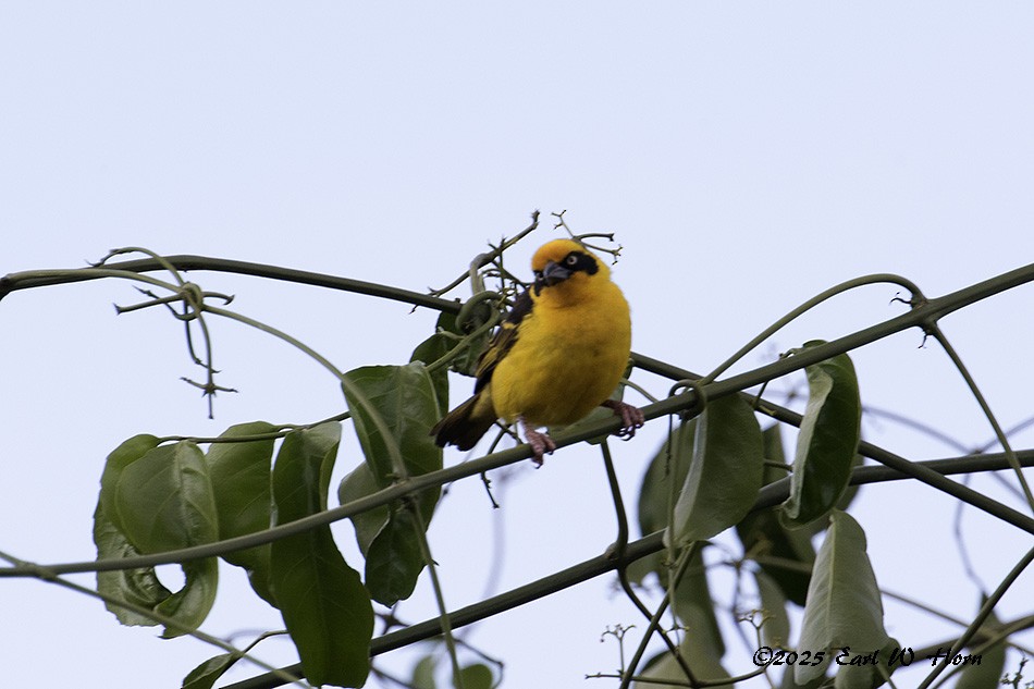 Tejedor Baglafecht - ML645445947