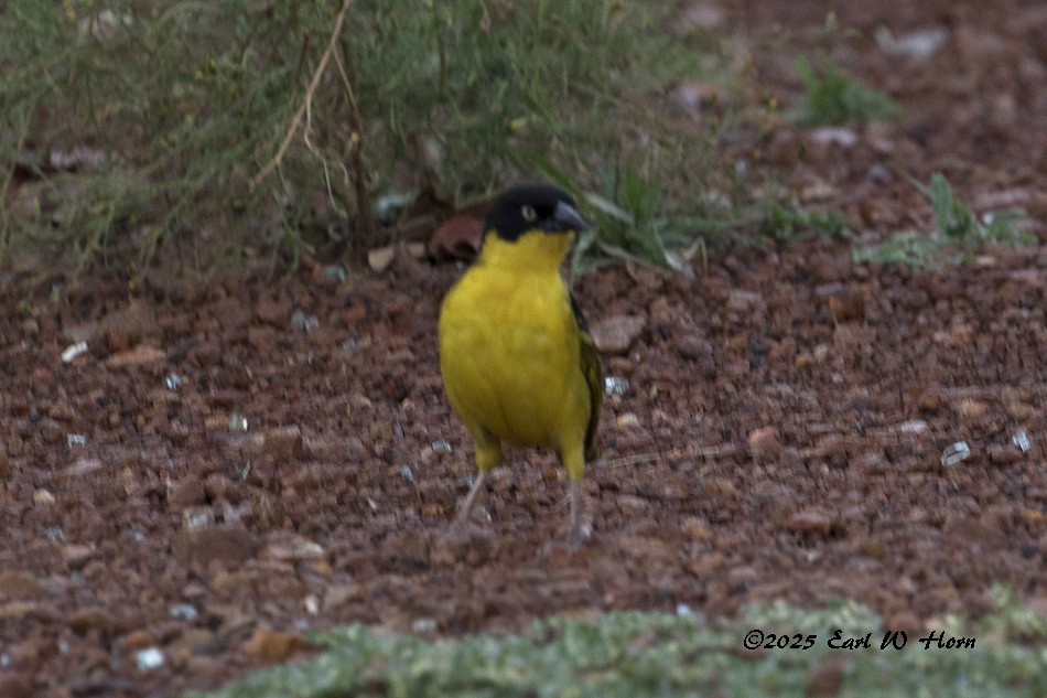 Tejedor Baglafecht - ML645445948