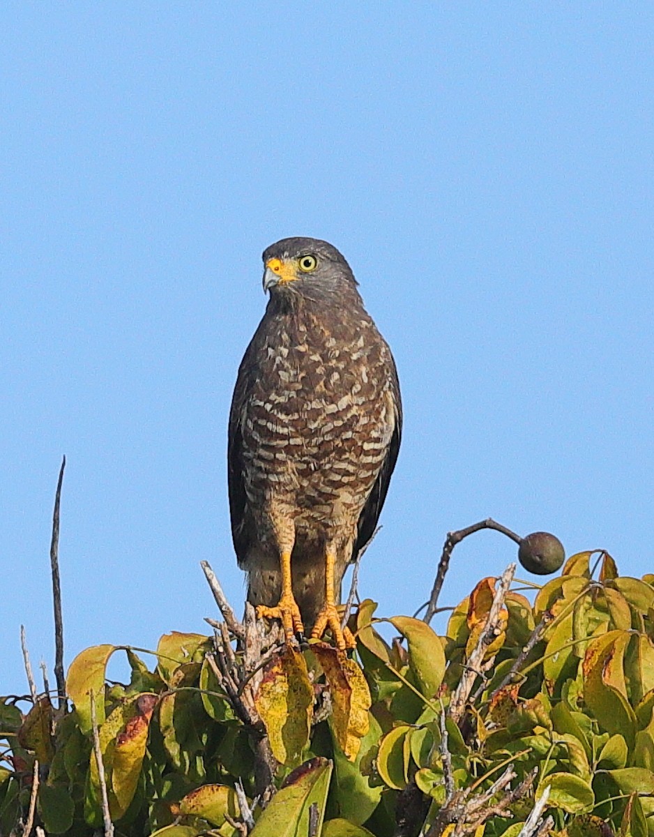 Busardo Caminero - ML645445951