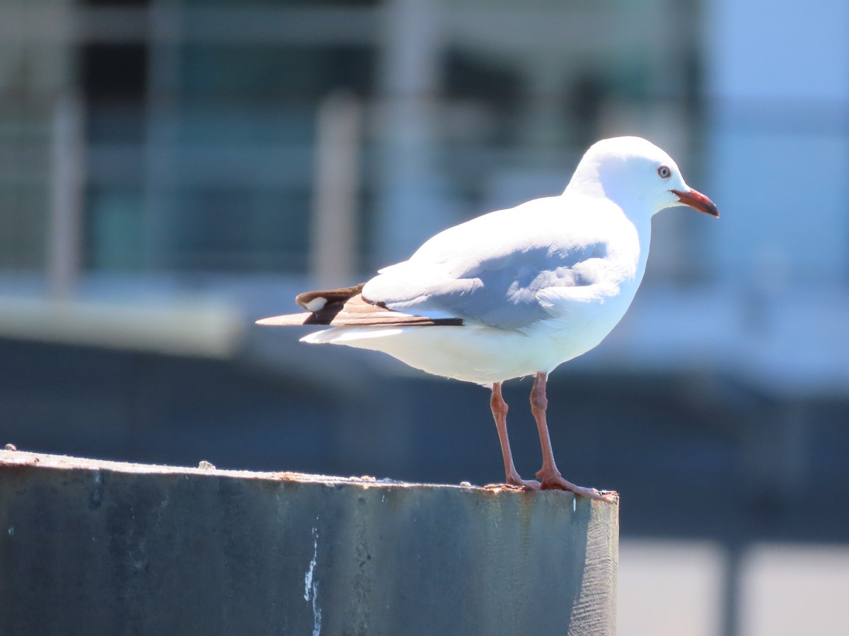 Gaviota Plateada Australiana - ML645445954
