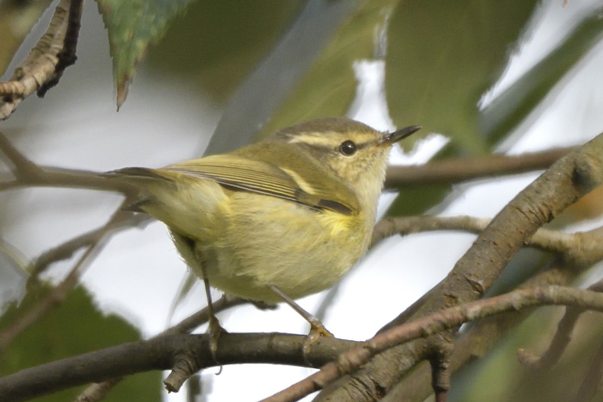 Mosquitero Bilistado - ML645445959