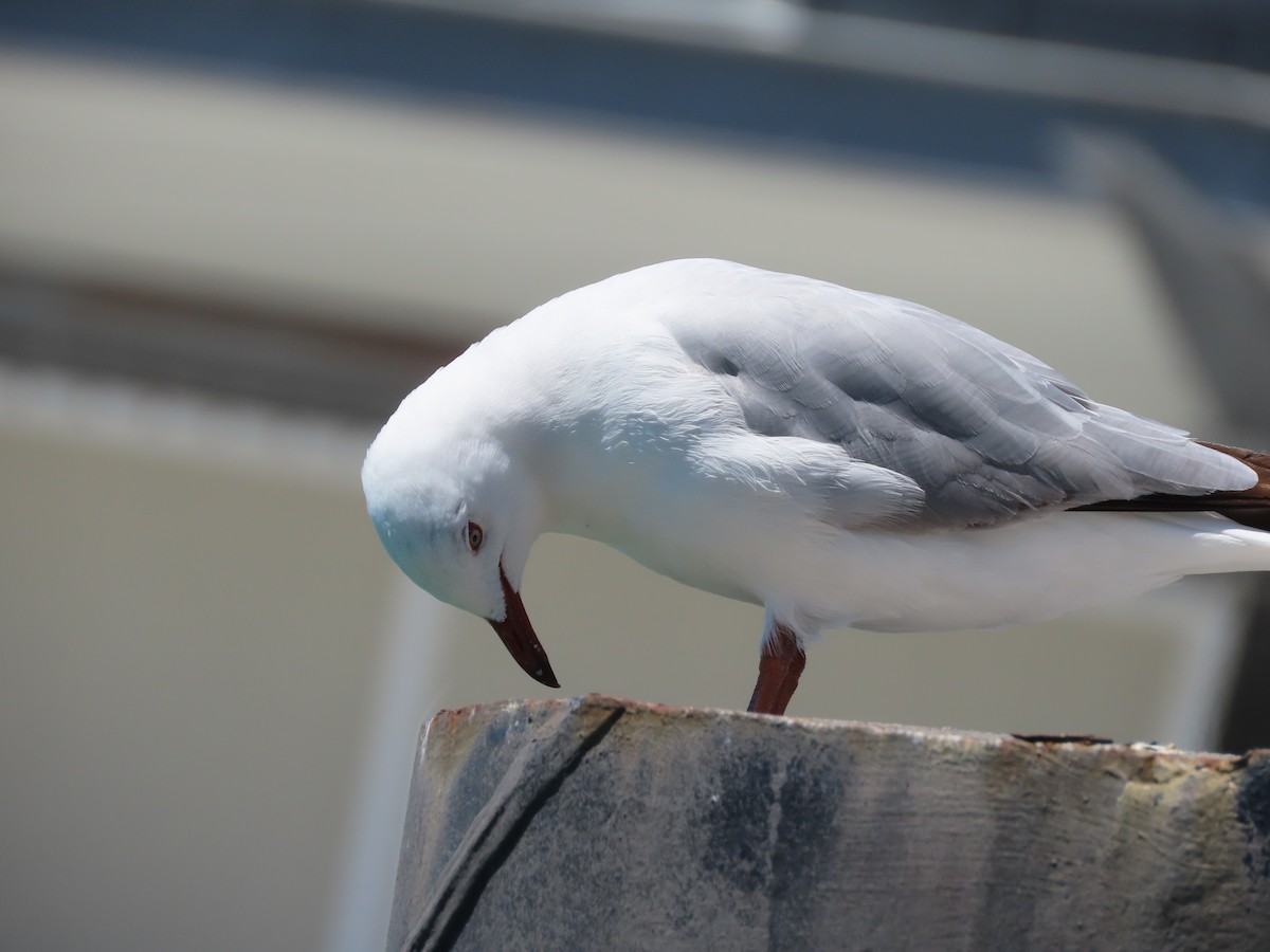 Gaviota Plateada Australiana - ML645445960