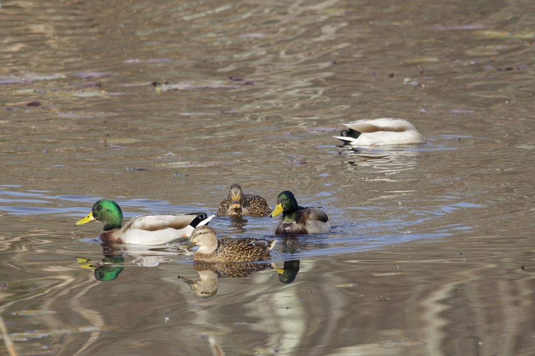 Ánade Azulón - ML645445961