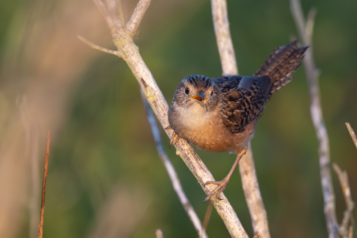 Cucarachero Culibarrado - ML645445962