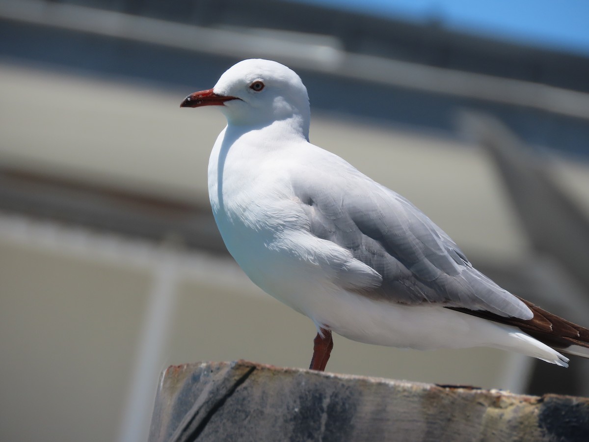 Gaviota Plateada Australiana - ML645445963