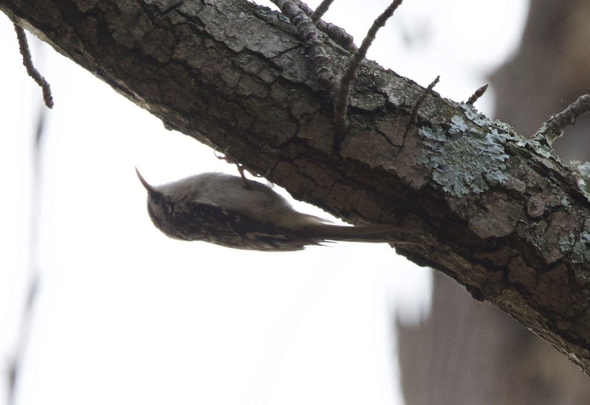 Agateador Americano - ML645445964