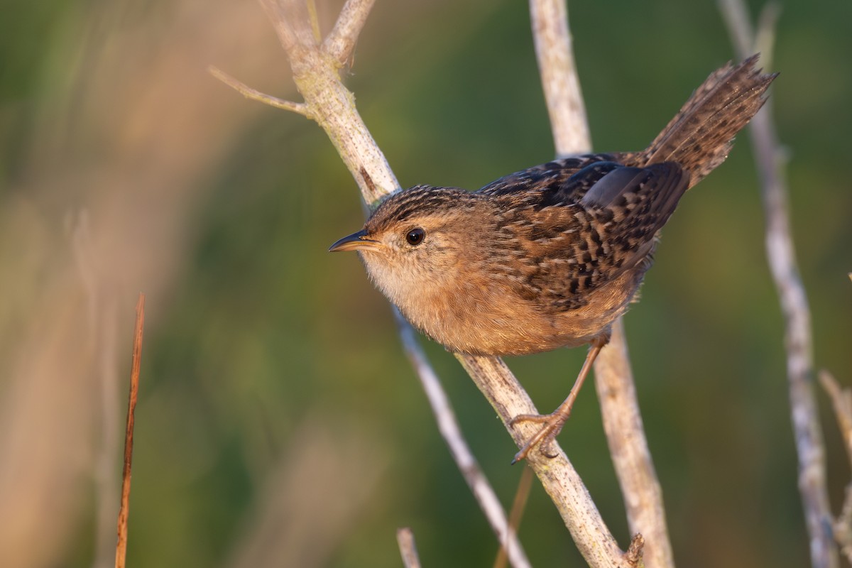 Cucarachero Culibarrado - ML645445965