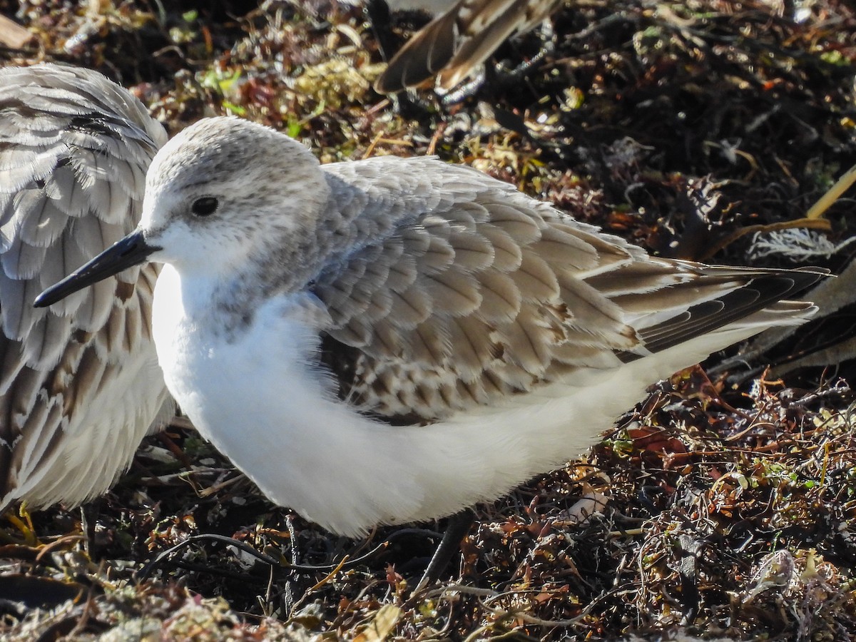 Песчанка - ML645445986
