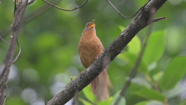Rufous Babbler - ML645445991