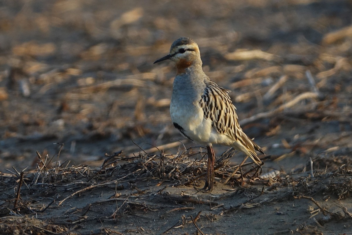kulík tenkozobý - ML645446002