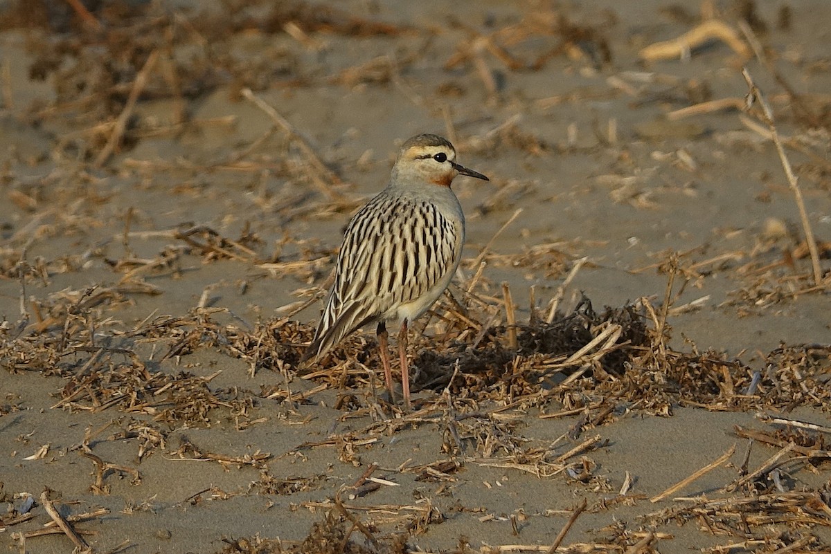 kulík tenkozobý - ML645446004