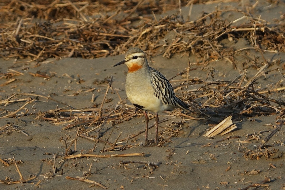 kulík tenkozobý - ML645446005