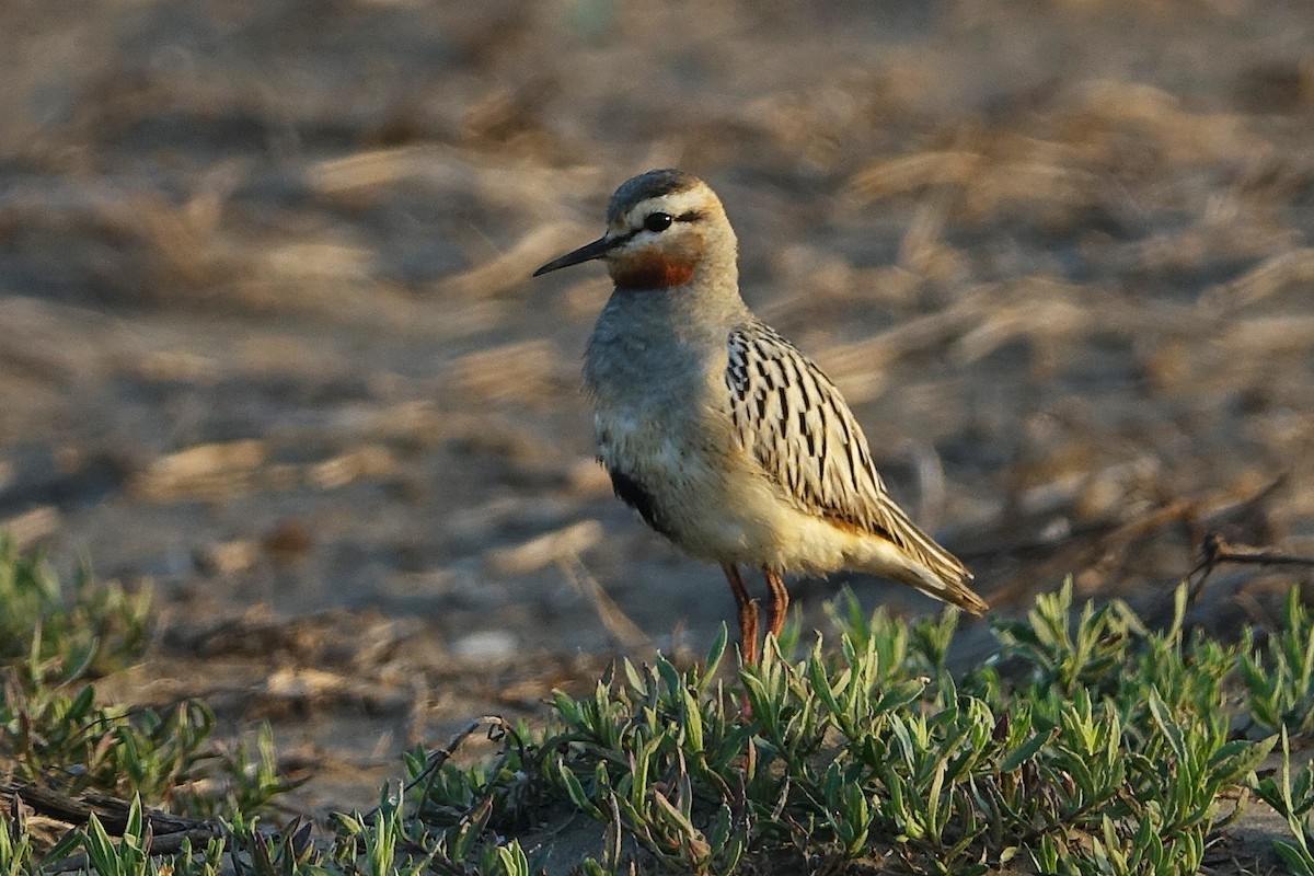 kulík tenkozobý - ML645446006