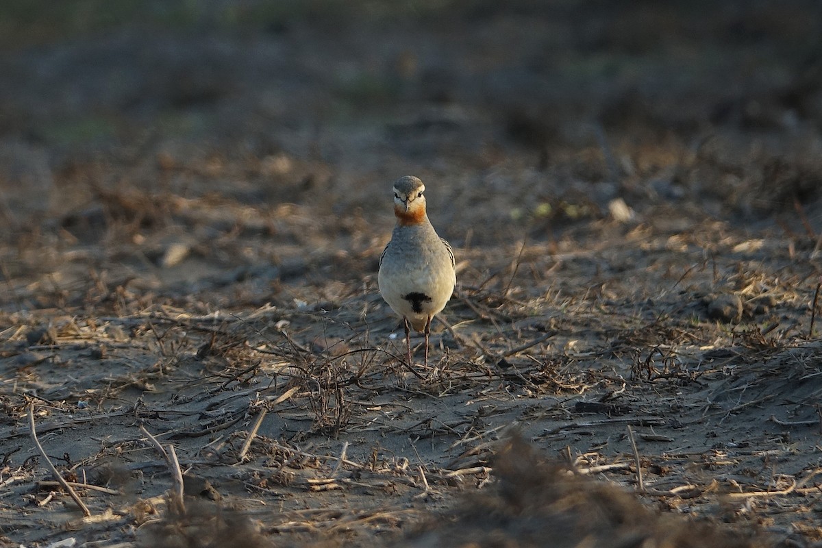 kulík tenkozobý - ML645446007
