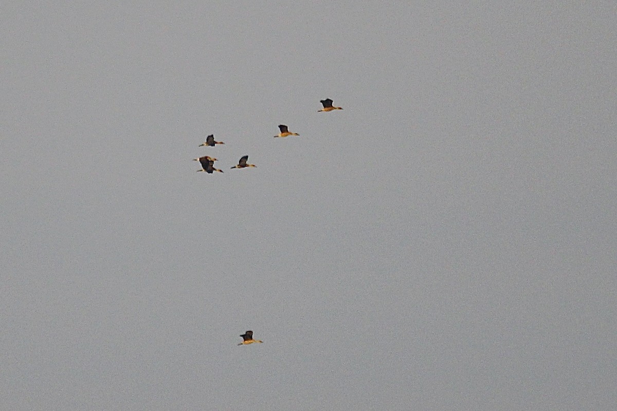 Fulvous Whistling-Duck - ML645446018