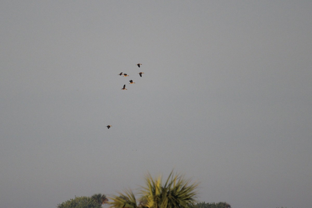 Fulvous Whistling-Duck - ML645446019