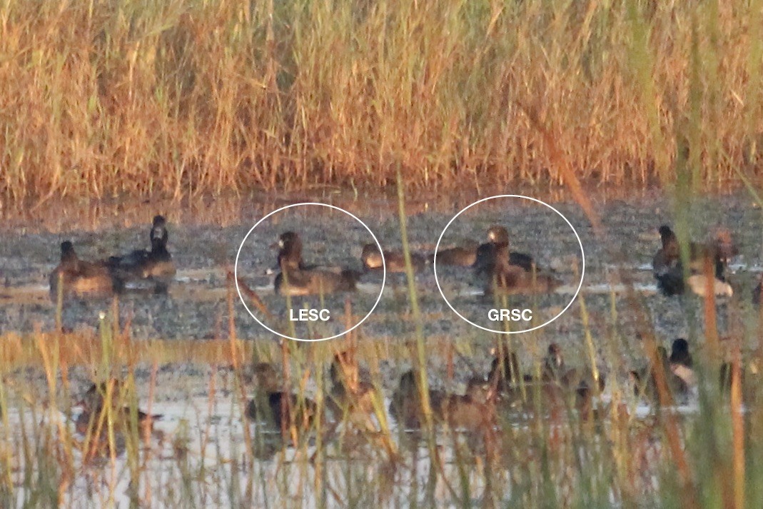 Greater Scaup - ML645446021