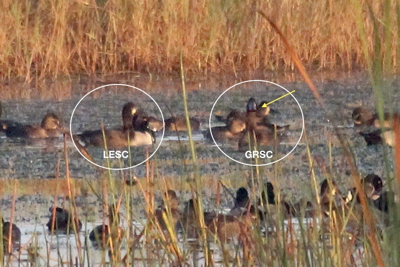 Greater Scaup - ML645446022