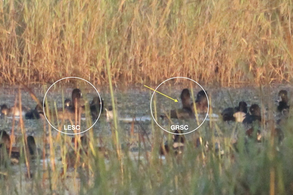 Greater Scaup - ML645446023