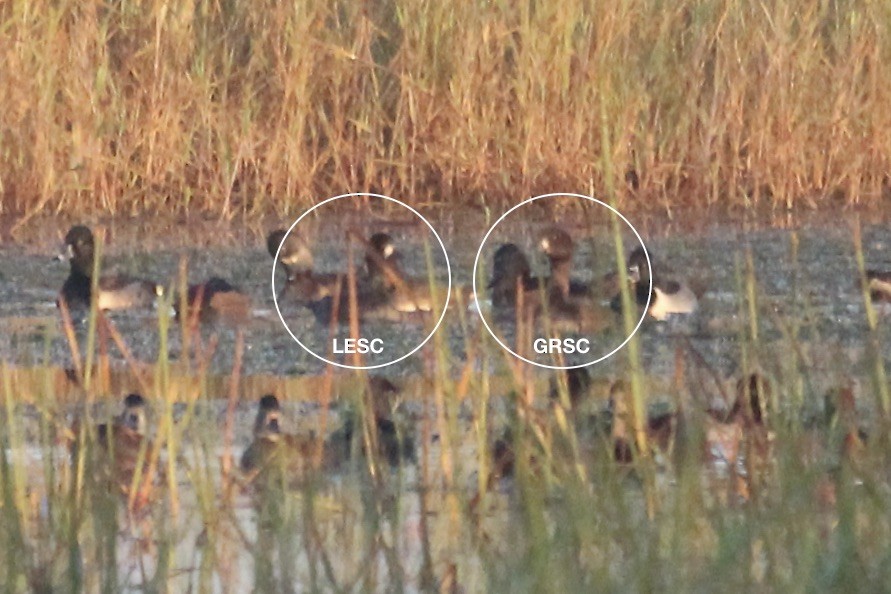 Greater Scaup - ML645446024