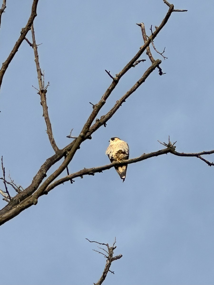 Peregrine Falcon - ML645446027