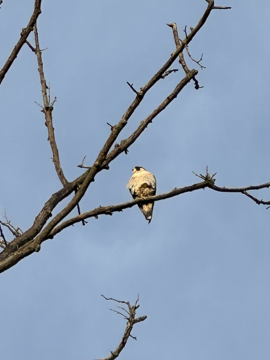 Peregrine Falcon - ML645446031