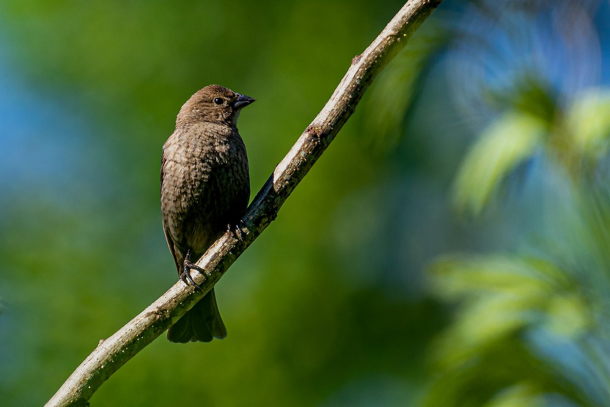 Коровий трупиал, буроголовый желтушник - ML645446032