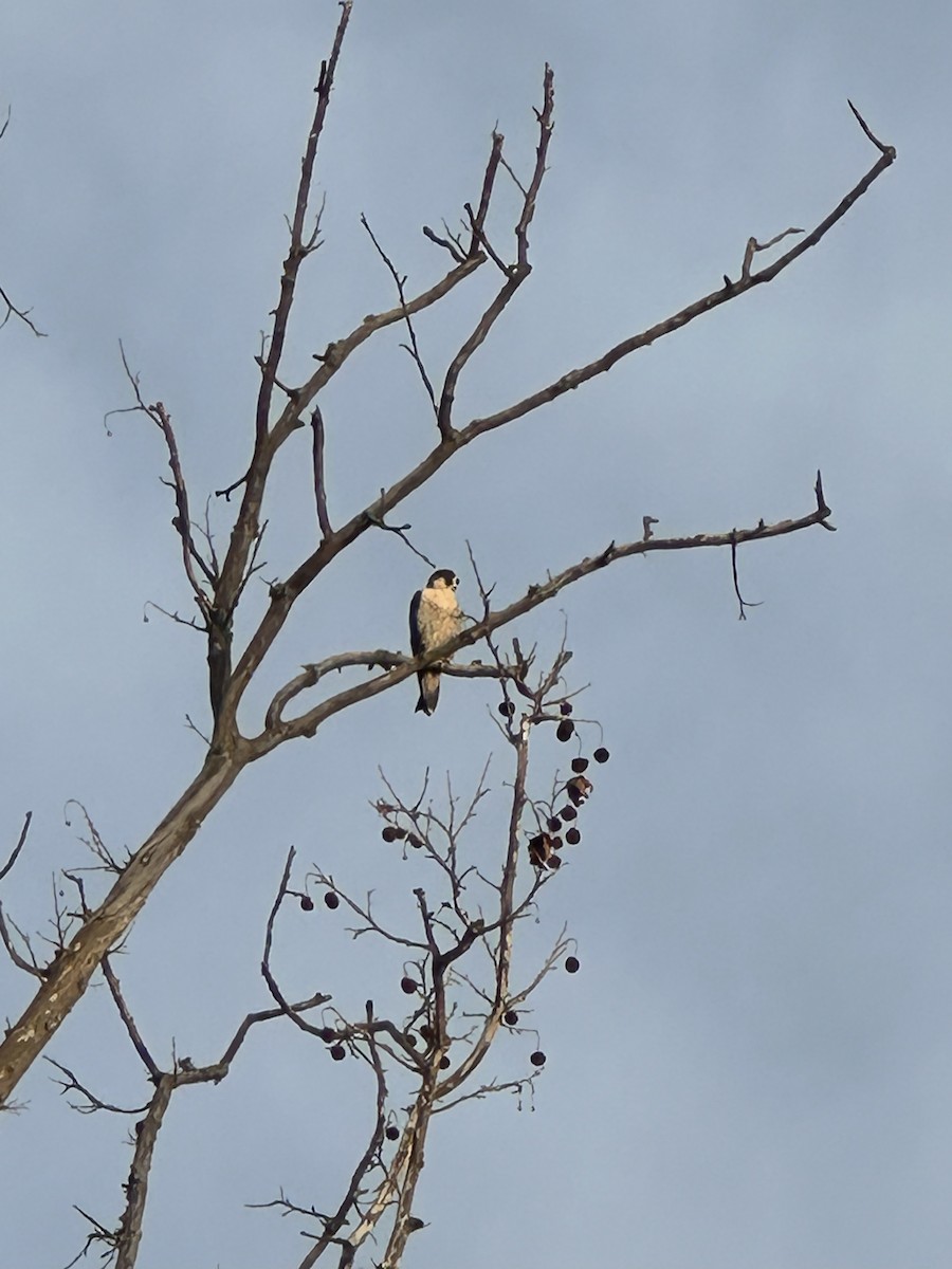 Peregrine Falcon - ML645446033