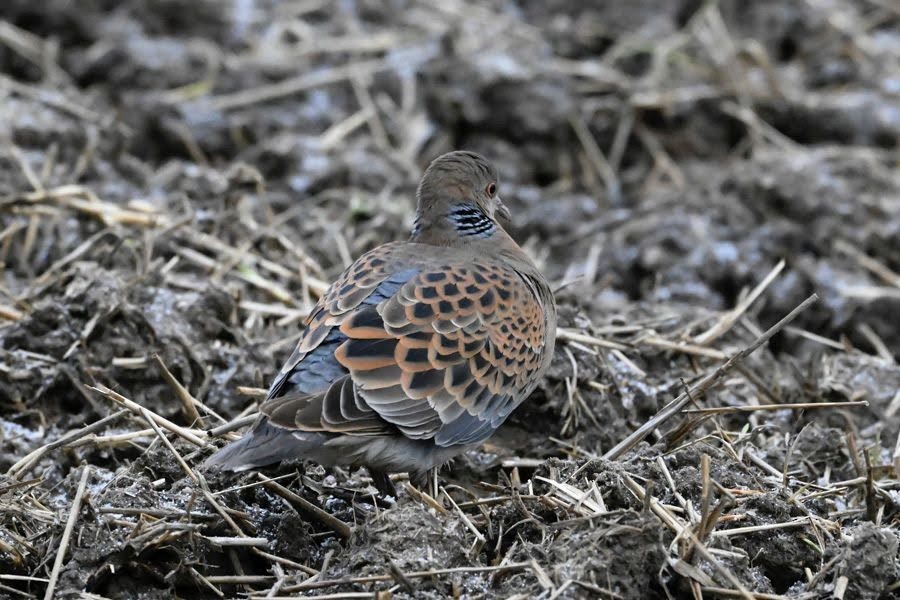 金背鳩 - ML645446038