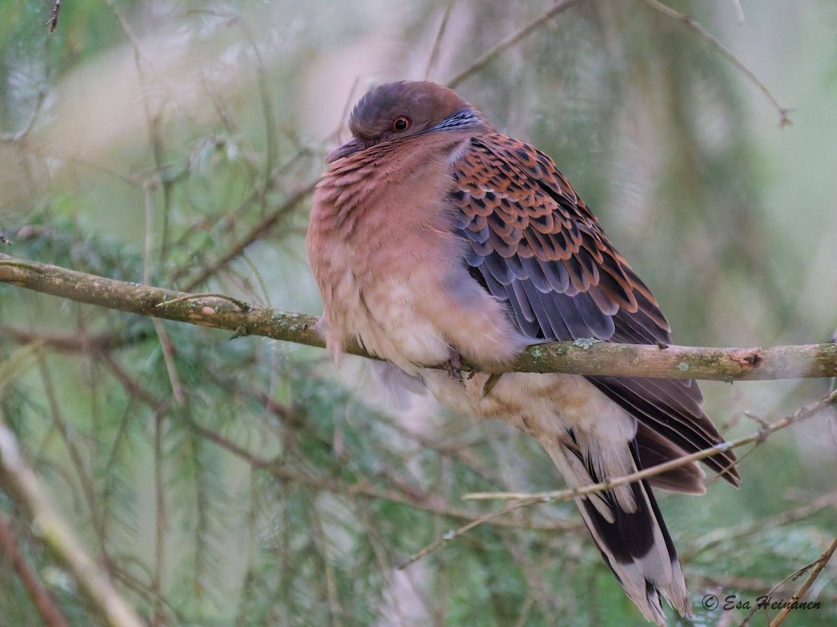 金背鳩 - ML645446039