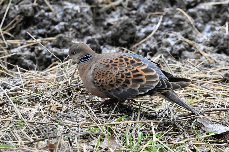 金背鳩 - ML645446040