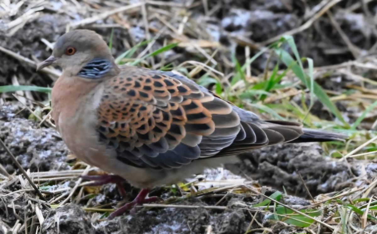 金背鳩 - ML645446041